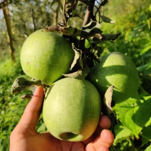Granny Smith