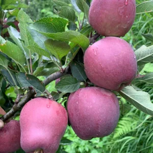 Royal Apple