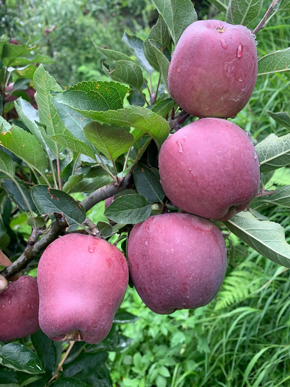 Royal Apple