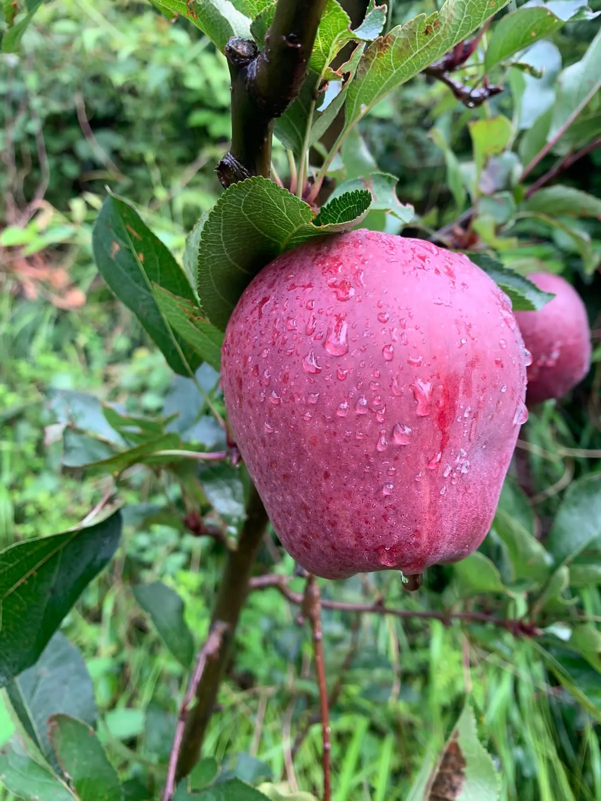 Royal Apple - Image 2