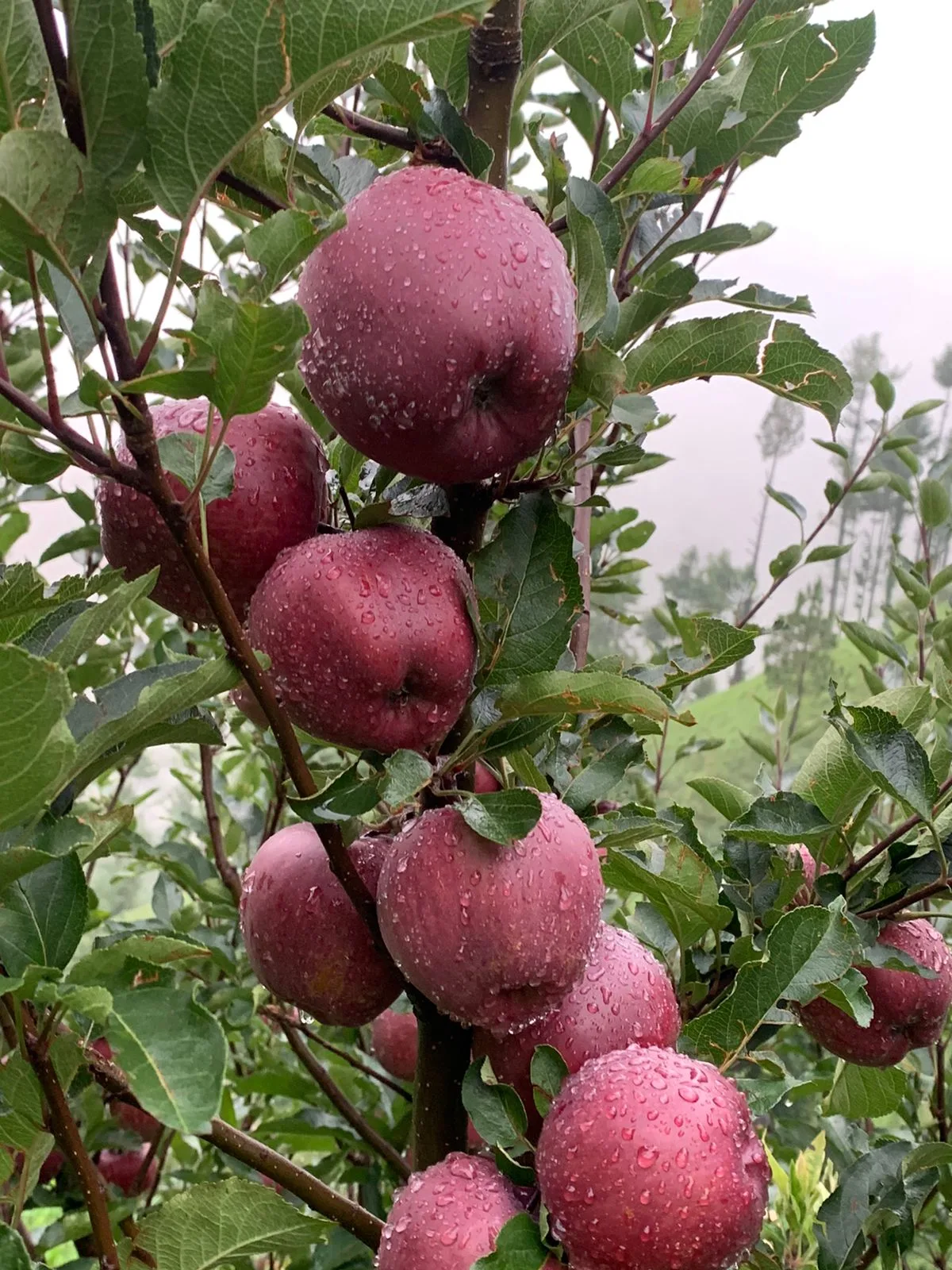 Royal Apple - Image 3