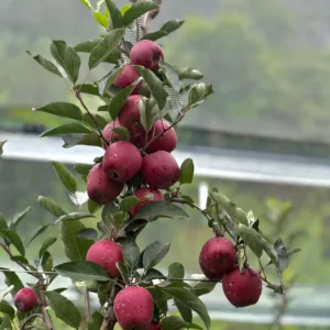 Gala Apples