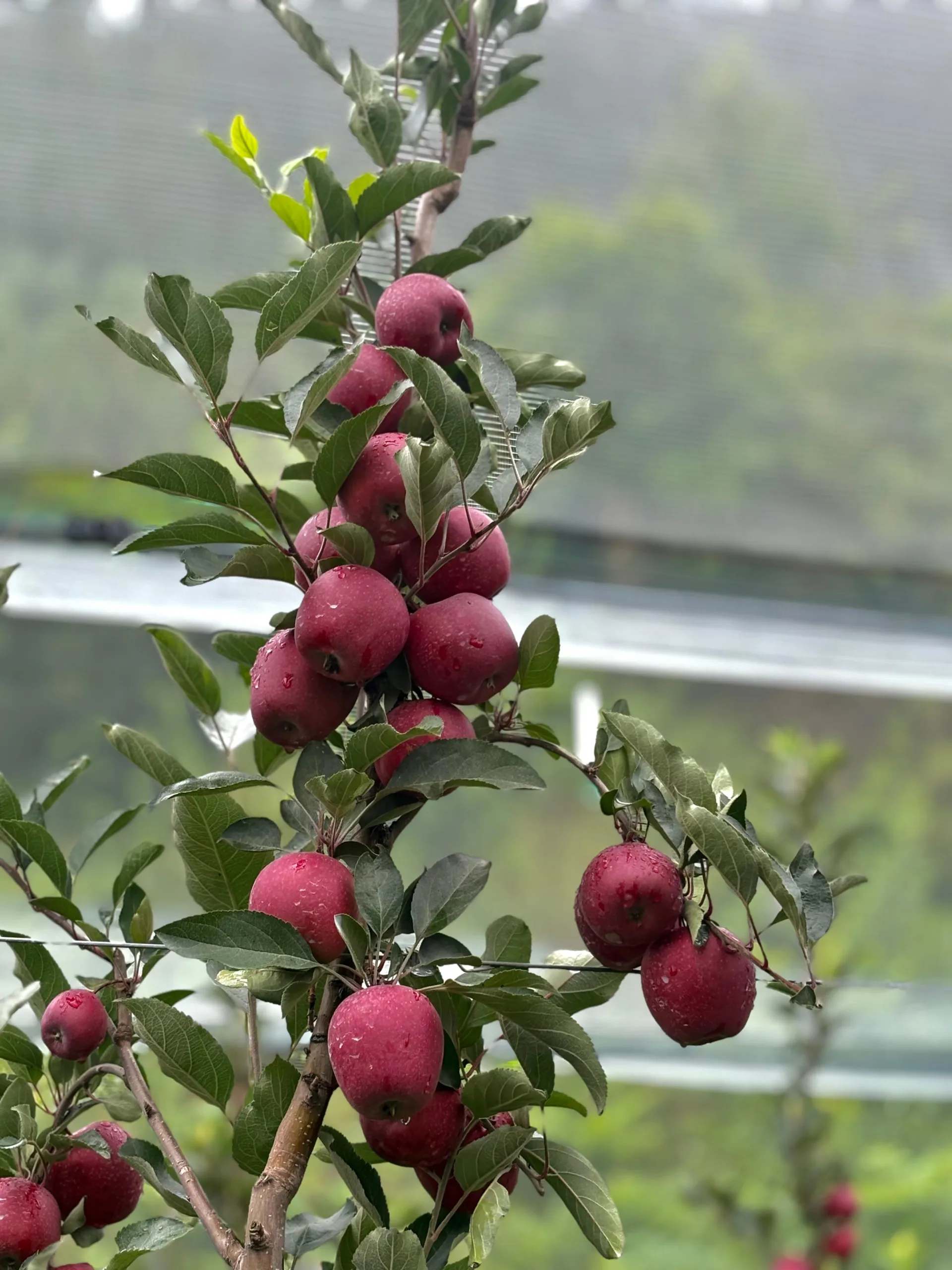 Gala Apples - Image 6