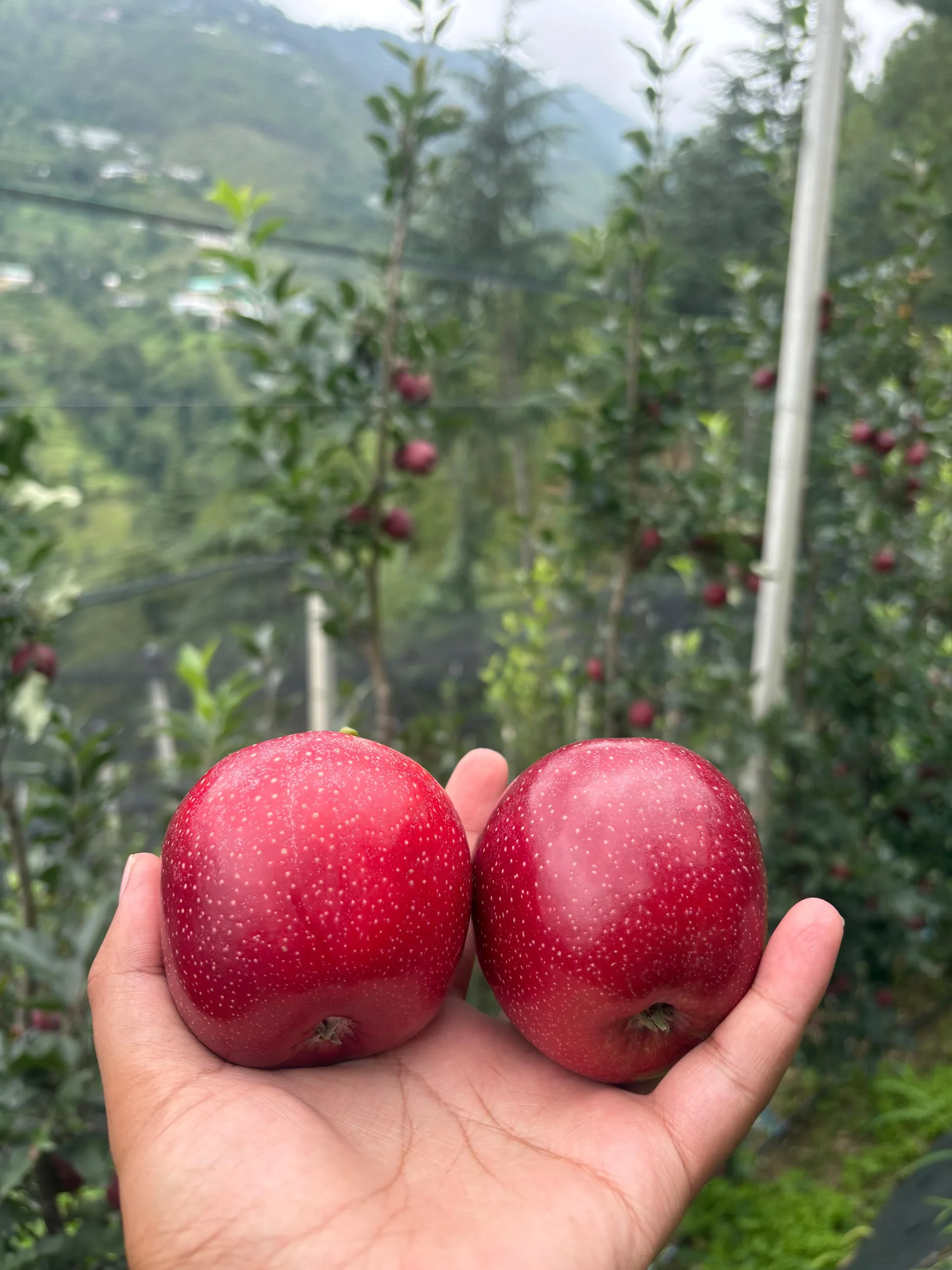 Gala Apples - Image 2