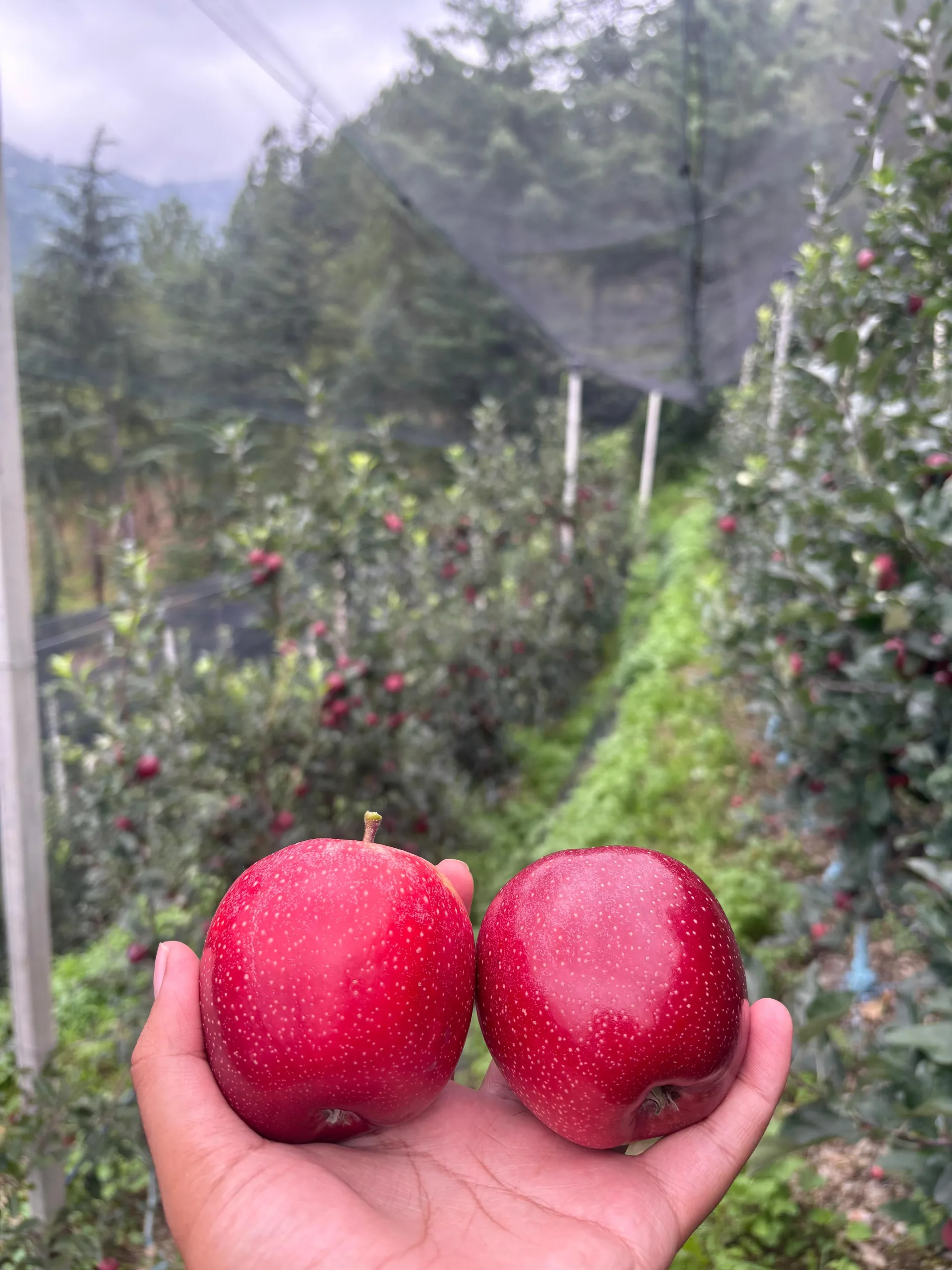 Gala Apples - Image 3