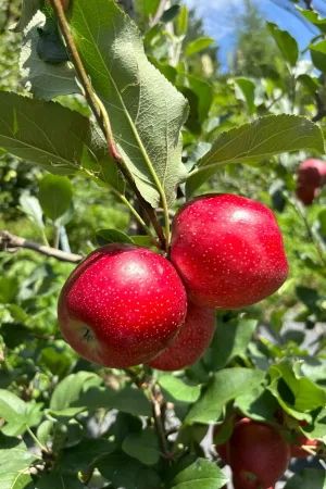 Gala Apples