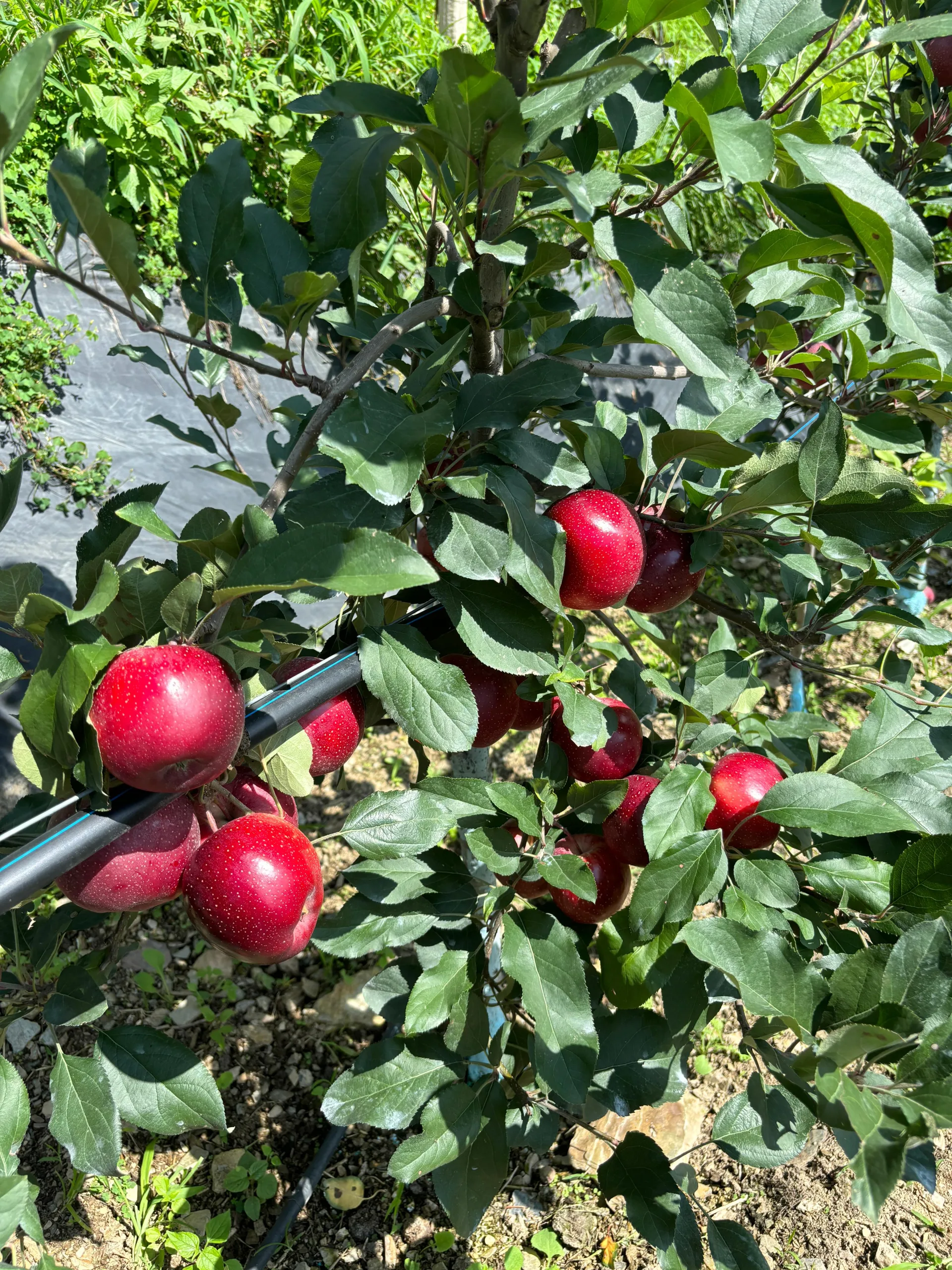 Gala Apples - Image 5