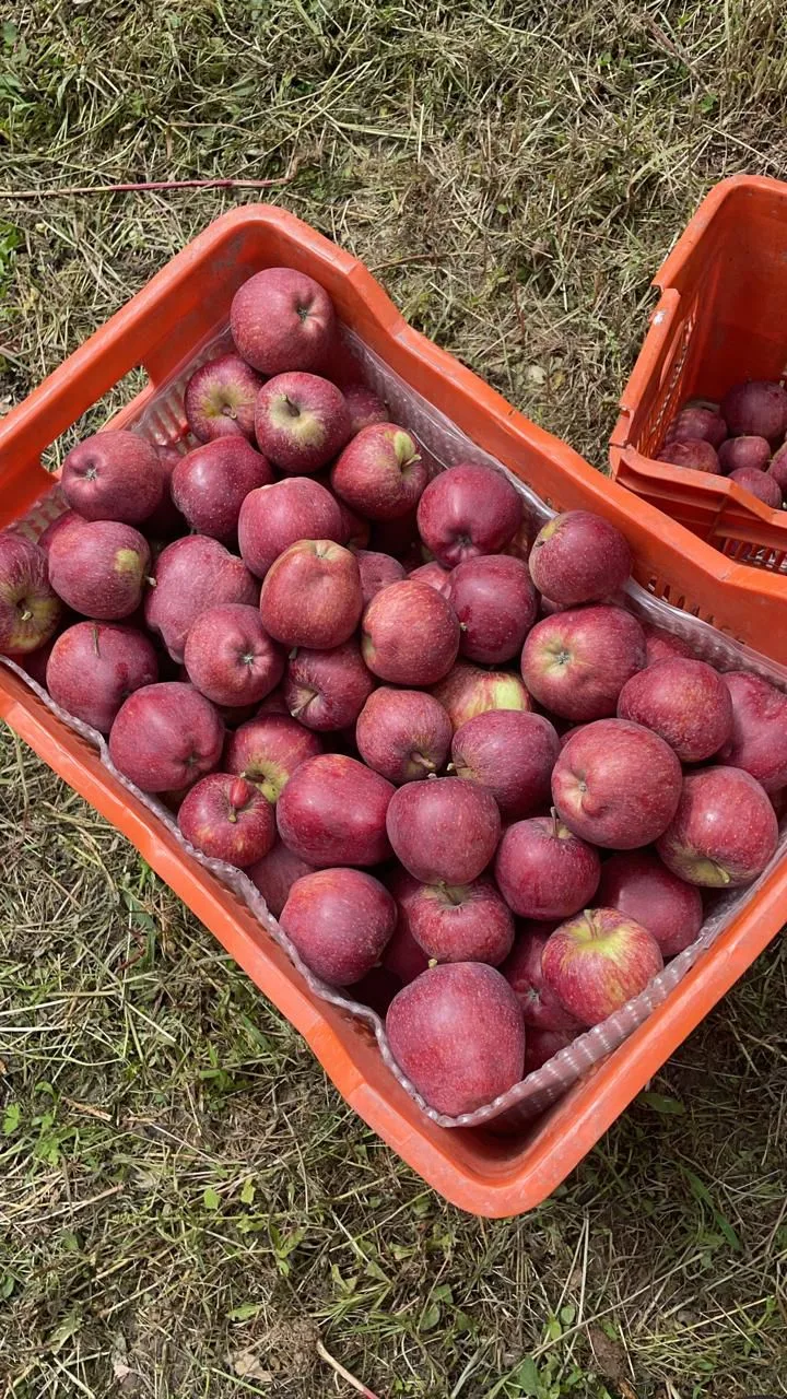 Royal Apple - Image 6