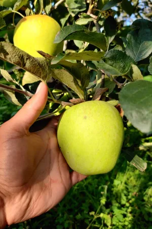Granny Smith