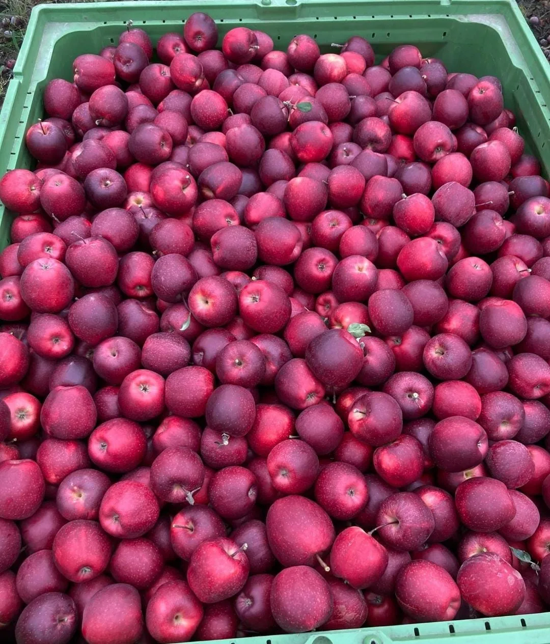 Gala Apples - Image 4